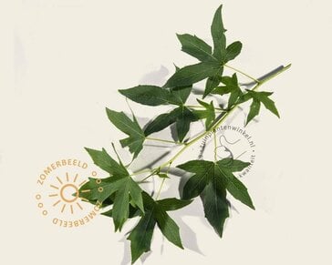Liquidambar styraciflua 'Worplesdon' - Boogvorm set