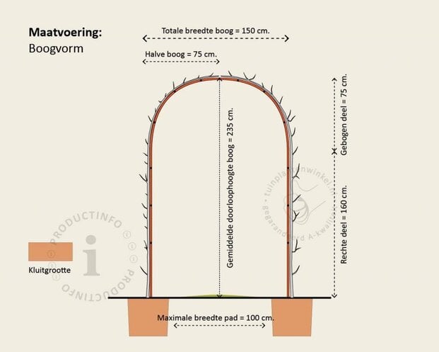 Liquidambar styraciflua 'Worplesdon' - Boogvorm set