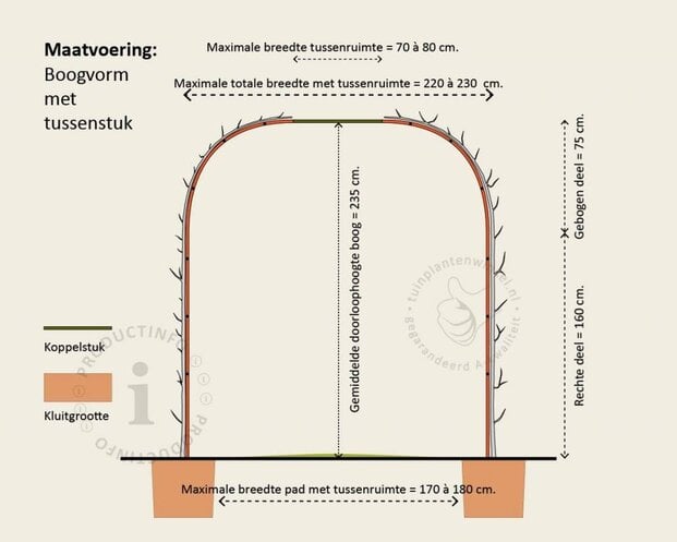 Liquidambar styraciflua 'Worplesdon' - Boogvorm set