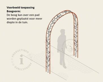 Liquidambar styraciflua 'Worplesdon' - Boogvorm set