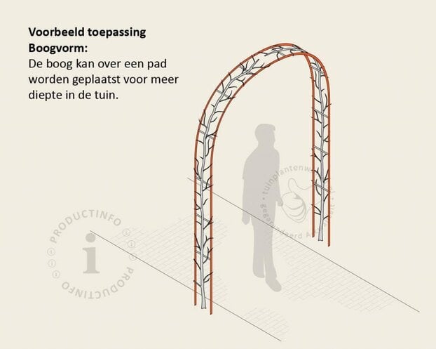Liquidambar styraciflua 'Worplesdon' - Boogvorm set