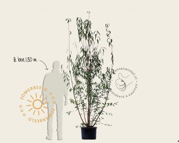 Prunus serrula - meerstammig