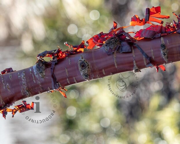 Prunus serrula - meerstammig