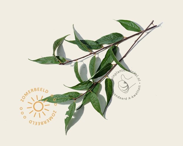 Prunus serrula - meerstammig