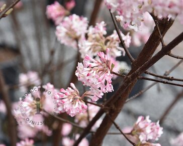 Viburnum bodnantense 'Charles Lamont'