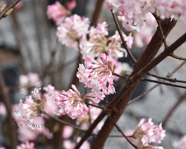 Viburnum bodnantense 'Charles Lamont'