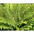 Polystichum setiferum 'Herrenhausen'