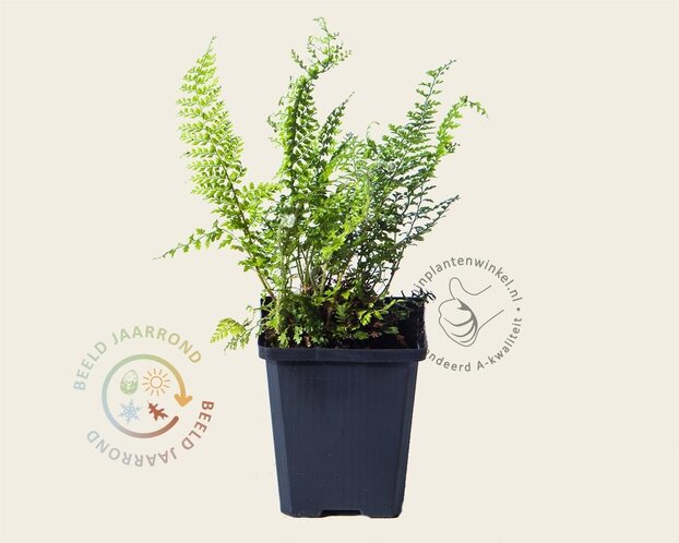 Polystichum setiferum 'Herrenhausen'