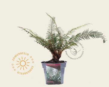 Polystichum setiferum 'Herrenhausen'