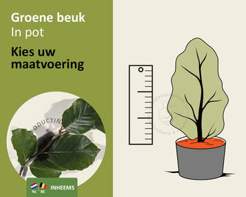 Fagus sylvatica (Groene Beuk) - in pot image