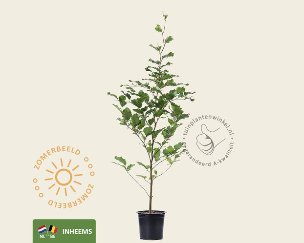 Fagus sylvatica (Groene Beuk) - in pot