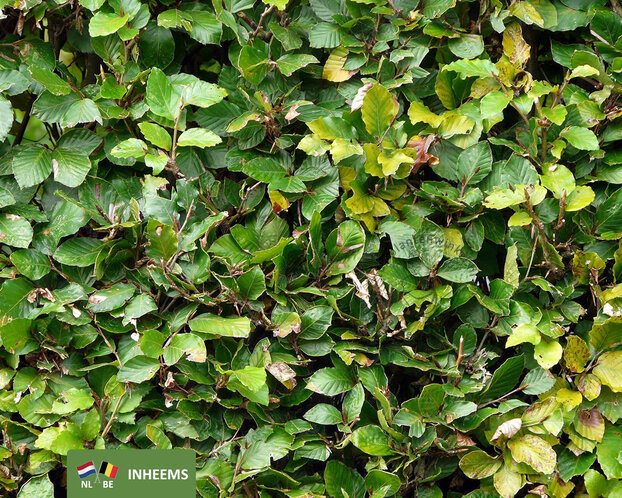 Fagus sylvatica (Groene Beuk) - in pot