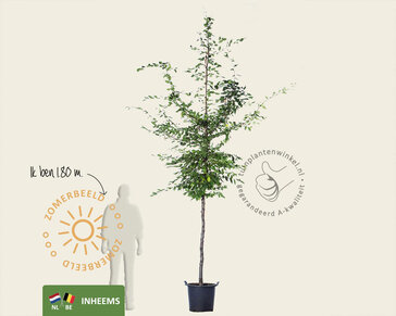 Carpinus betulus - hoogstam