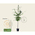 Carpinus betulus - hoogstam