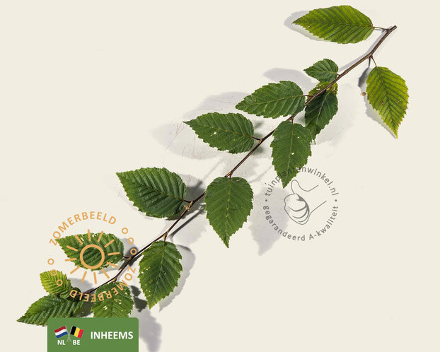 Carpinus betulus - hoogstam