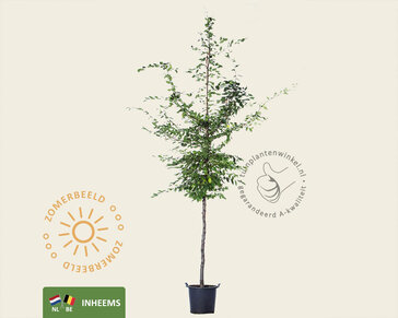 Carpinus betulus - hoogstam