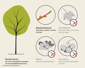 Carpinus betulus - hoogstam