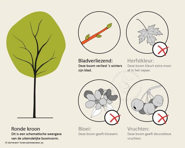 Carpinus betulus - hoogstam