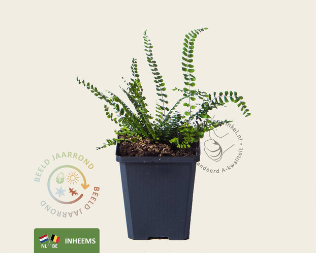 Asplenium trichomanes