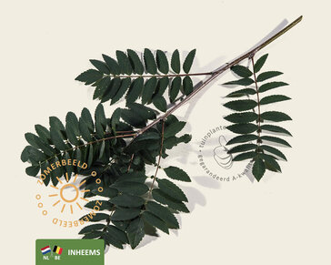 Sorbus aucuparia