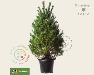 Pinus sylvestris 175/200 - Excellent image