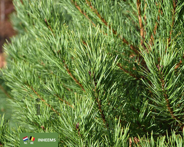 Pinus sylvestris 175/200 - Excellent