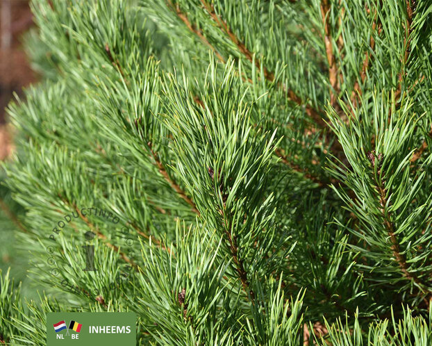 Pinus sylvestris 175/200 - Excellent