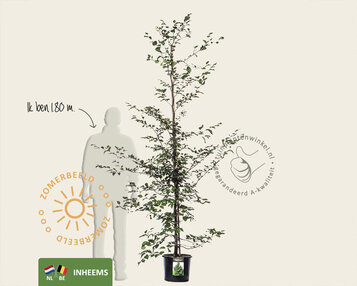 Fagus sylvatica image