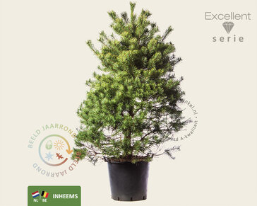 Pinus sylvestris 125/150 - Excellent