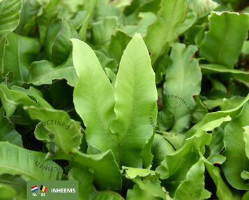 Asplenium scolopendrium image
