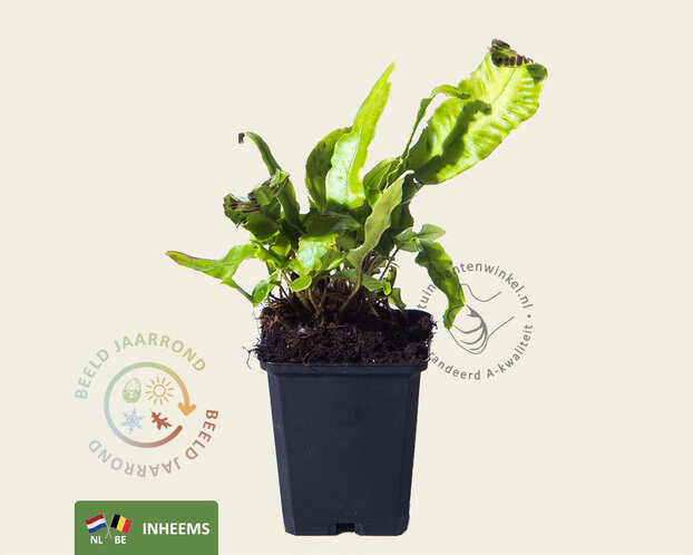 Asplenium scolopendrium