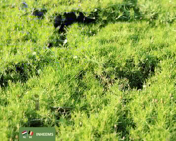 Sagina subulata image