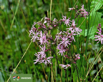 Lychnis flos-cuculi image