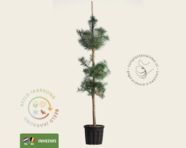 Pinus sylvestris - beveerd