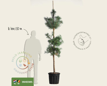 Pinus sylvestris - beveerd