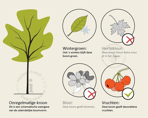 Pinus sylvestris - beveerd