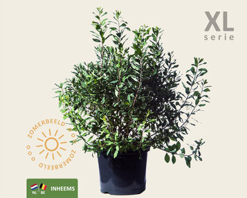 Myrica gale - XL image