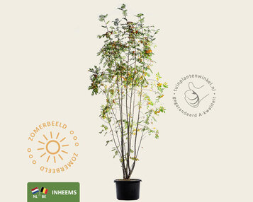 Sorbus aucuparia - meerstammig image