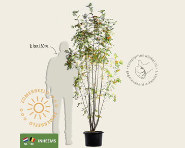Sorbus aucuparia - meerstammig