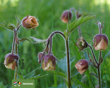 Geum rivale image