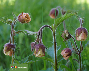 Geum rivale