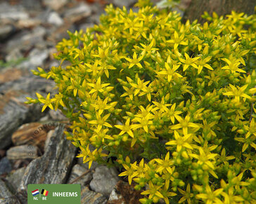 Sedum acre
