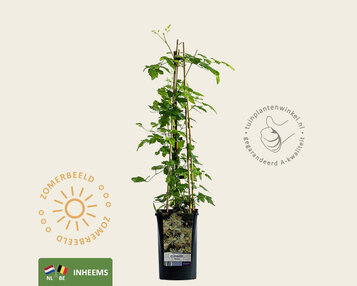 Clematis vitalba image