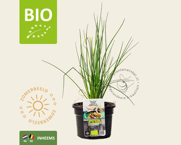 Allium schoenoprasum Puur image