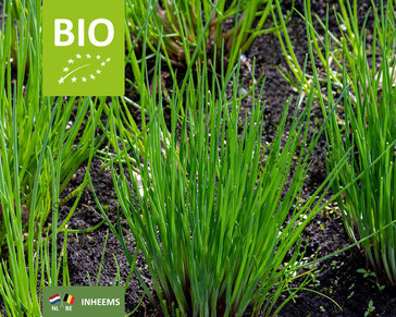 Allium schoenoprasum Puur