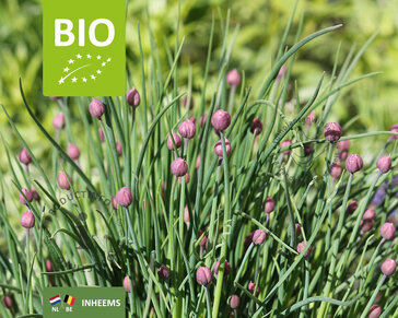 Allium schoenoprasum Puur