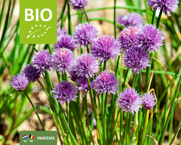 Allium schoenoprasum Puur