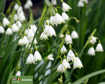 Leucojum aestivum image