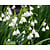 Leucojum aestivum
