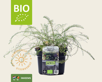 Achillea millefolium Puur image